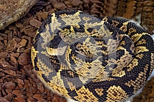 black-headed bushmaster, Lachesis melanocephlaus, is one of the rarest snakes living in a small area in Costa Rica