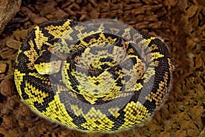 black-headed bushmaster, Lachesis melanocephlaus, is one of the rarest snakes living in a small area in Costa Rica photo