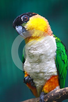 Black-headed Caique