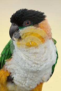 Black headed caique parrot