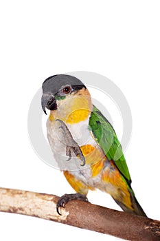 The black-headed caique, Pionites melanocephalus, on white