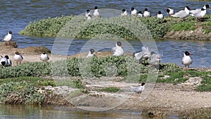 Black-headed and fighting Mediterranean gulls, breeding season, Noirmoutier, France