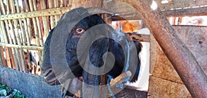 a black-headed goat in a cage