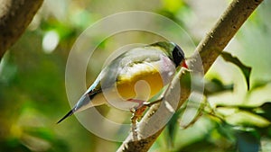 a black headed gouldian finch