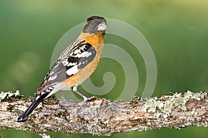 Black Headed Grosbeak