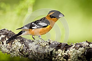 Black Headed Grosbeak