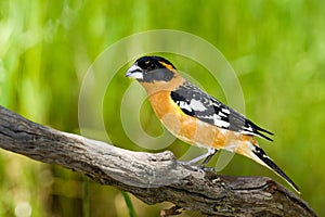 Black Headed Grosbeak