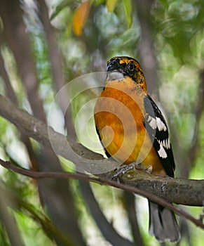 Black-headed Grosbeak