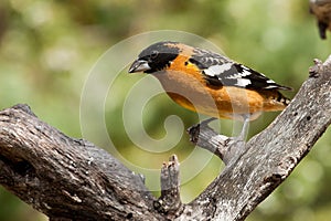 Black Headed Grosbeak