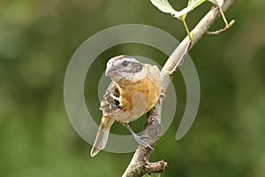 Black-headed grosbeak