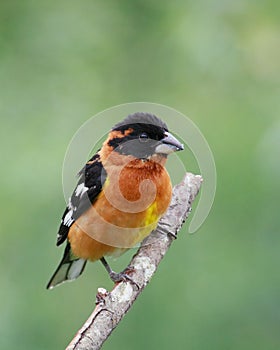 Black-headed grosbeak