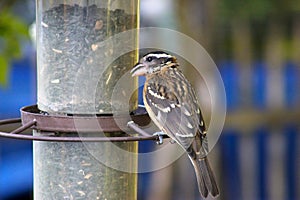 Black Headed Grosbeak at Feeder 01