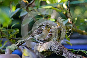 Black Headed Grosbeak Glance 01