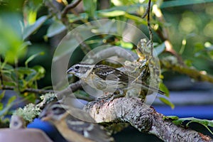 Black Headed Grosbeak Glance 02