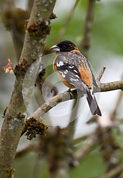 Black-headed Grosbeak male