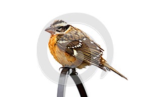 Black-headed Grosbeak (Pheucticus melanocephalus)