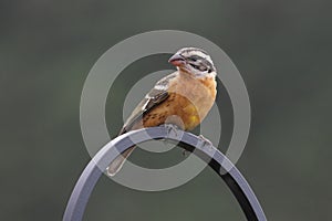 Black-headed Grosbeak (Pheucticus melanocephalus)