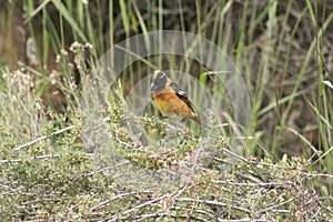 Black-headed Grosbeak (Pheucticus melanocephalus)