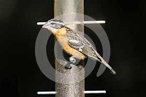 Black-headed Grosbeak (Pheucticus melanocephalus)