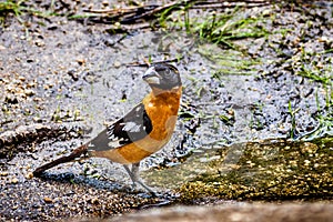 Black-headed Grosbeak Pheucticus melanocephalus sitting on the water`s edge, Yosemite National Park, Sierra Nevada mountains,