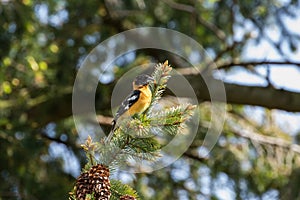 Black headed grosbeak