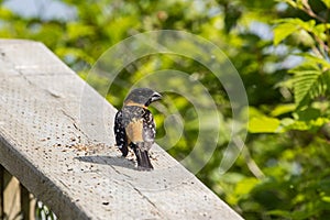 Black headed grosbeak