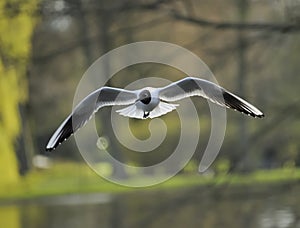 Black-headed gull
