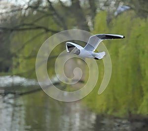Black-headed gull