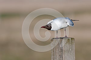 Black headed gull