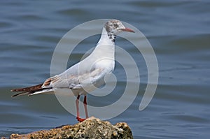 Black headed gull