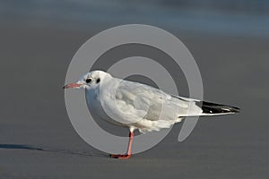 Black-headed gull