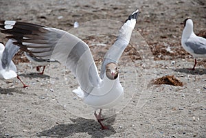 Black Headed Gull