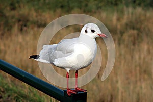Black-headed gull