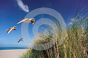 Black headed gull