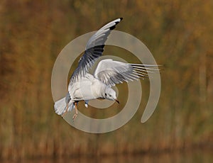 Black headed Gull