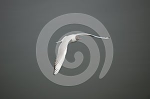 Black-headed gull