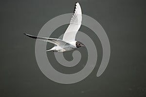 Black-headed gull