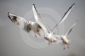 Black-headed gull