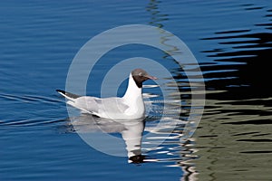 Black headed gull