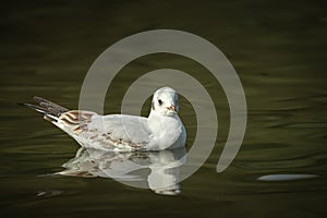 Black Headed Gull