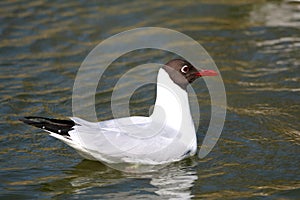 Black Headed gull