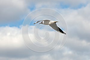 Black-headed gull