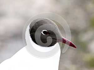 Black-headed gull