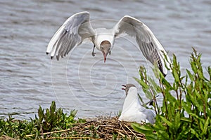 Black headed gull in the air attacking a female black headed gull on nest