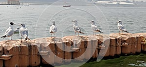 Black headed gull also called as Chroicocephalus ridibundus on the break water in ganga river, india