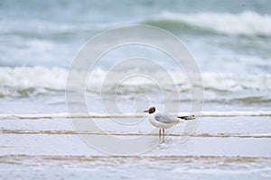 A black-headed gull at the beach in front of a crushing wave