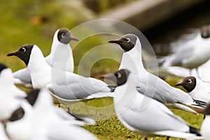 Black headed gull bird. Chroicocephalus ridibundus