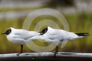 Black headed gull bird. Chroicocephalus ridibundus