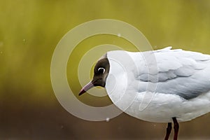 Black headed gull bird. Chroicocephalus ridibundus