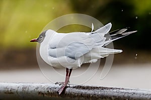 Black headed gull bird. Chroicocephalus ridibundus